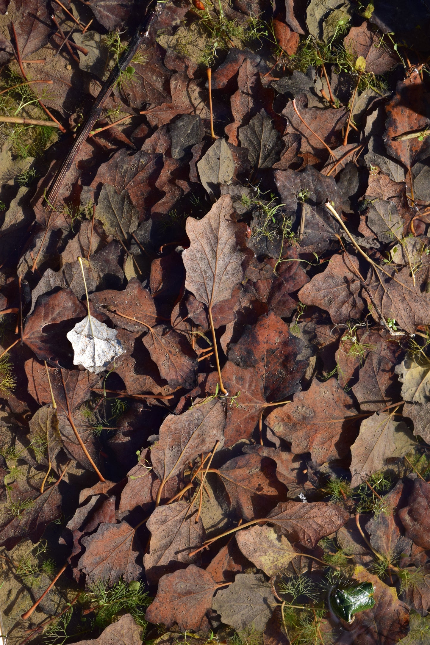 30 Amazon Rainforest Difusor